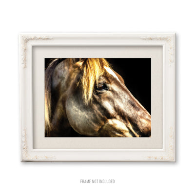 Fine Art Farm Horse Artwork