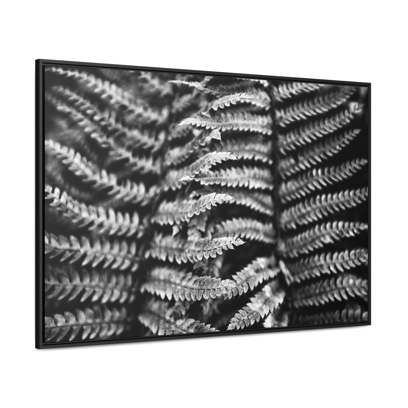 Black and White Fern Framed Canvas Art Print