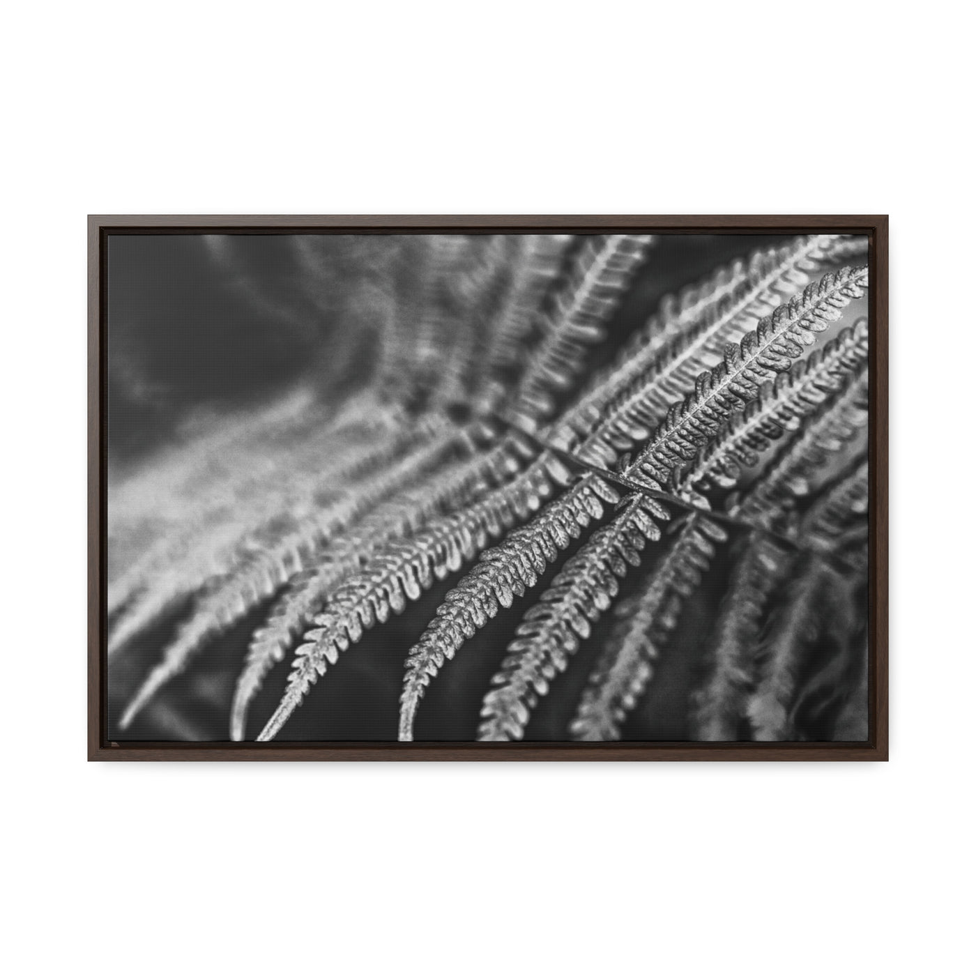 Relaxing Art Black and White Fern Framed Canvas Print