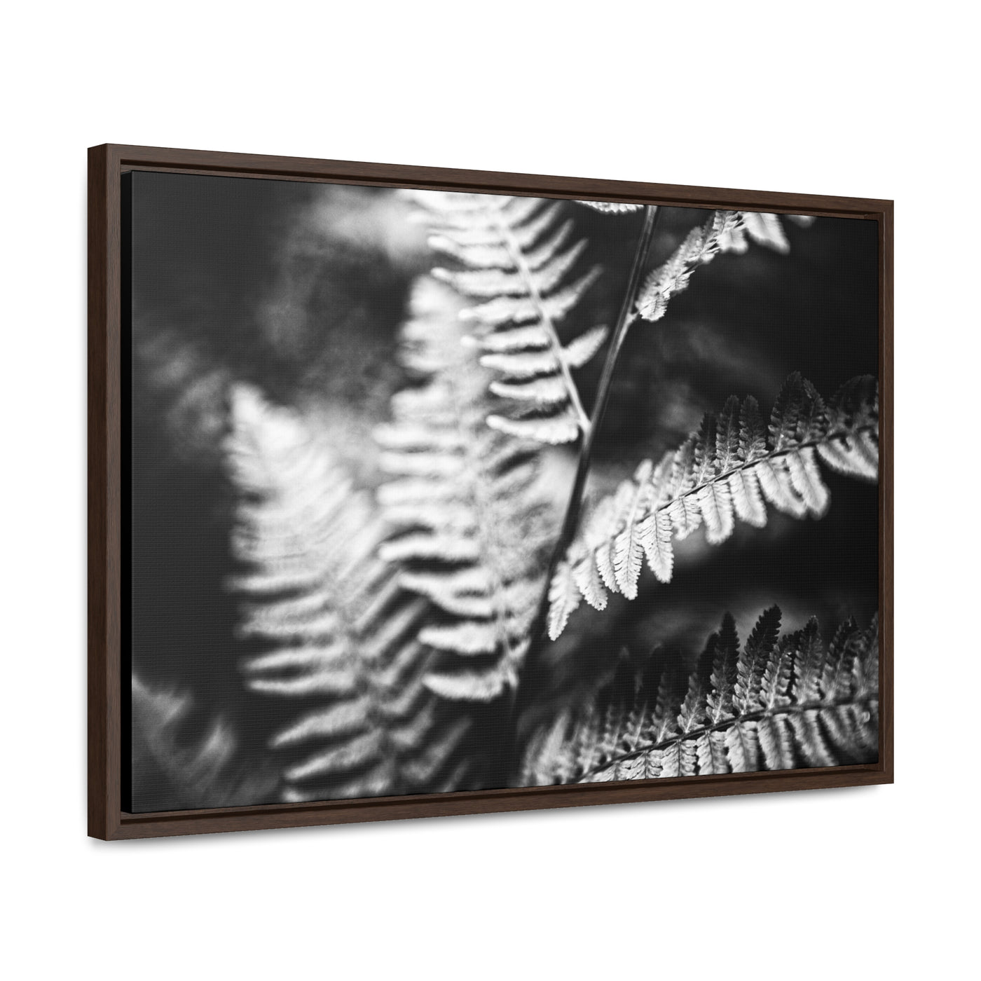 Black and White Ferns Framed Canvas Calming Art Print