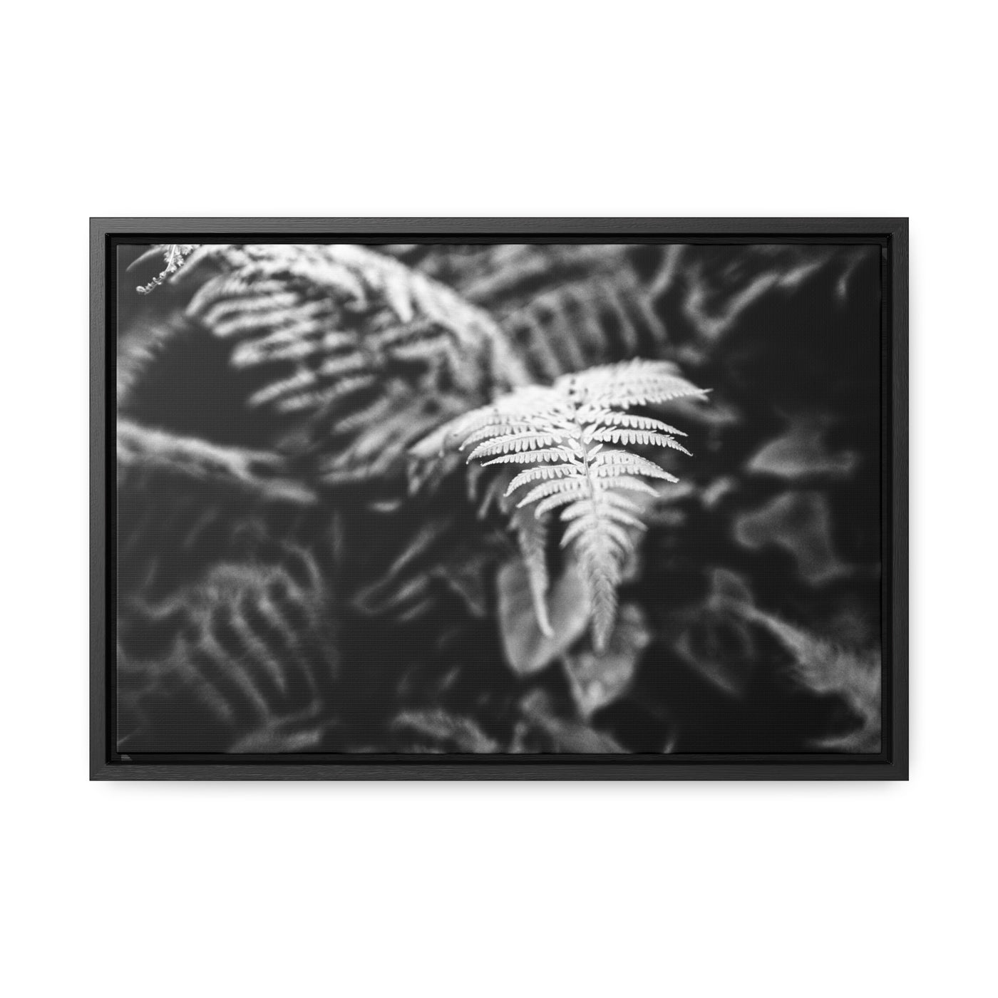 Calming Fern Art Framed Canvas Wrap