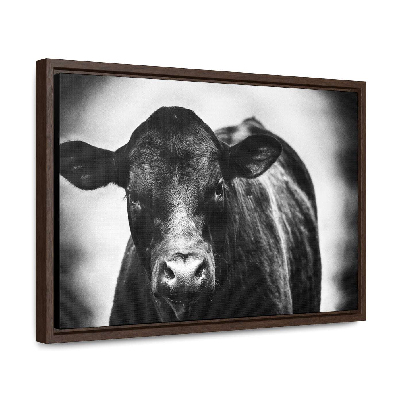 Black and White Cow Art Framed Canvas Wrap