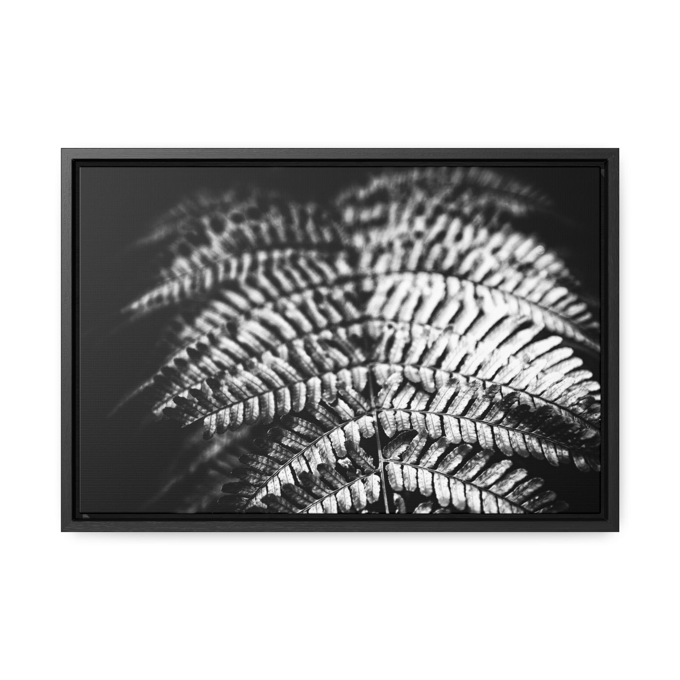 Relaxing Spa Art Black and White Fern