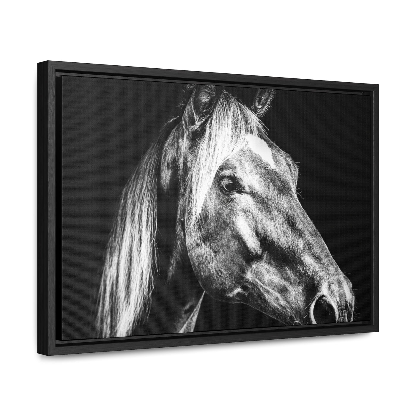 Black and White Horse Art Framed Canvas Print