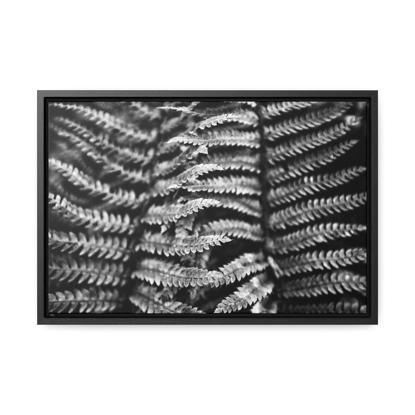 Black and White Fern Art Print