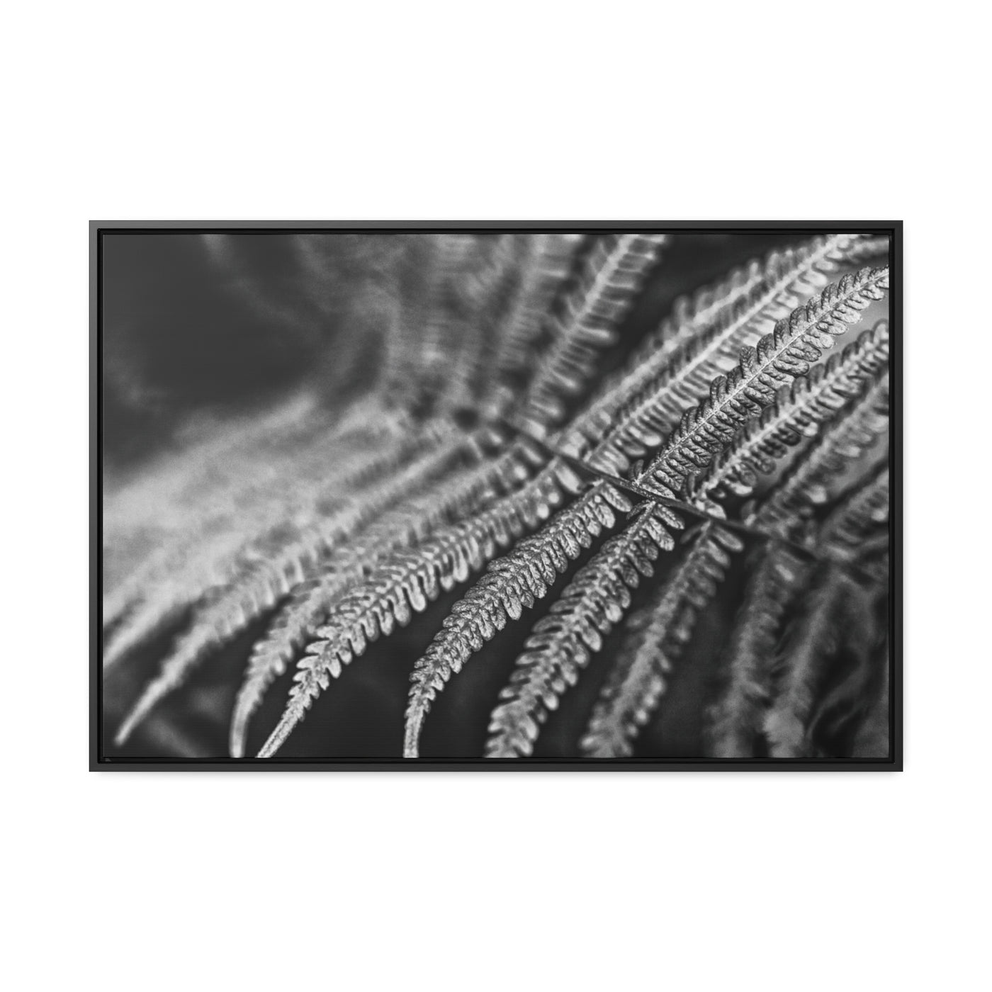 Relaxing Art Black and White Fern Print