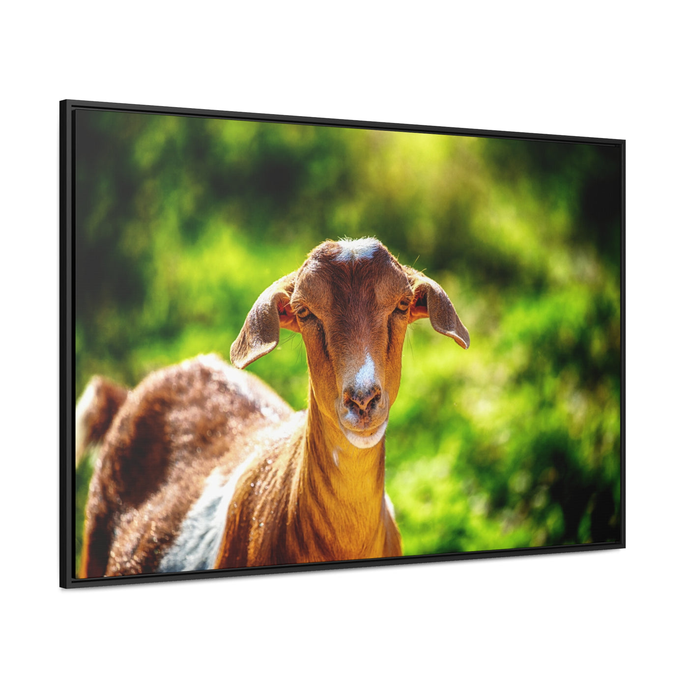 Framed Canvas Goat Art Print