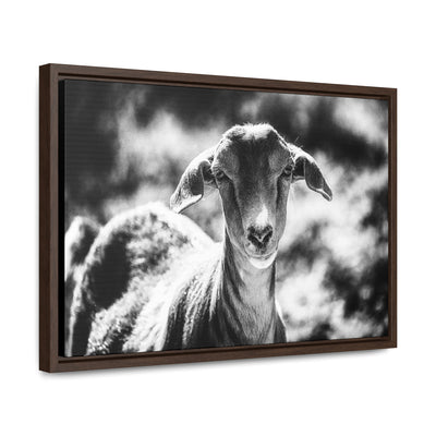 Black and White Goat Art Framed Canvas Wrap