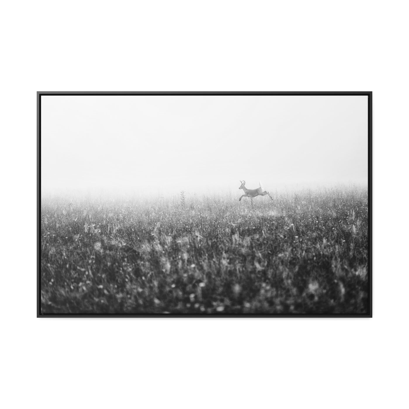 Whitetail Buck Jumping Black and White Framed Canvas Art