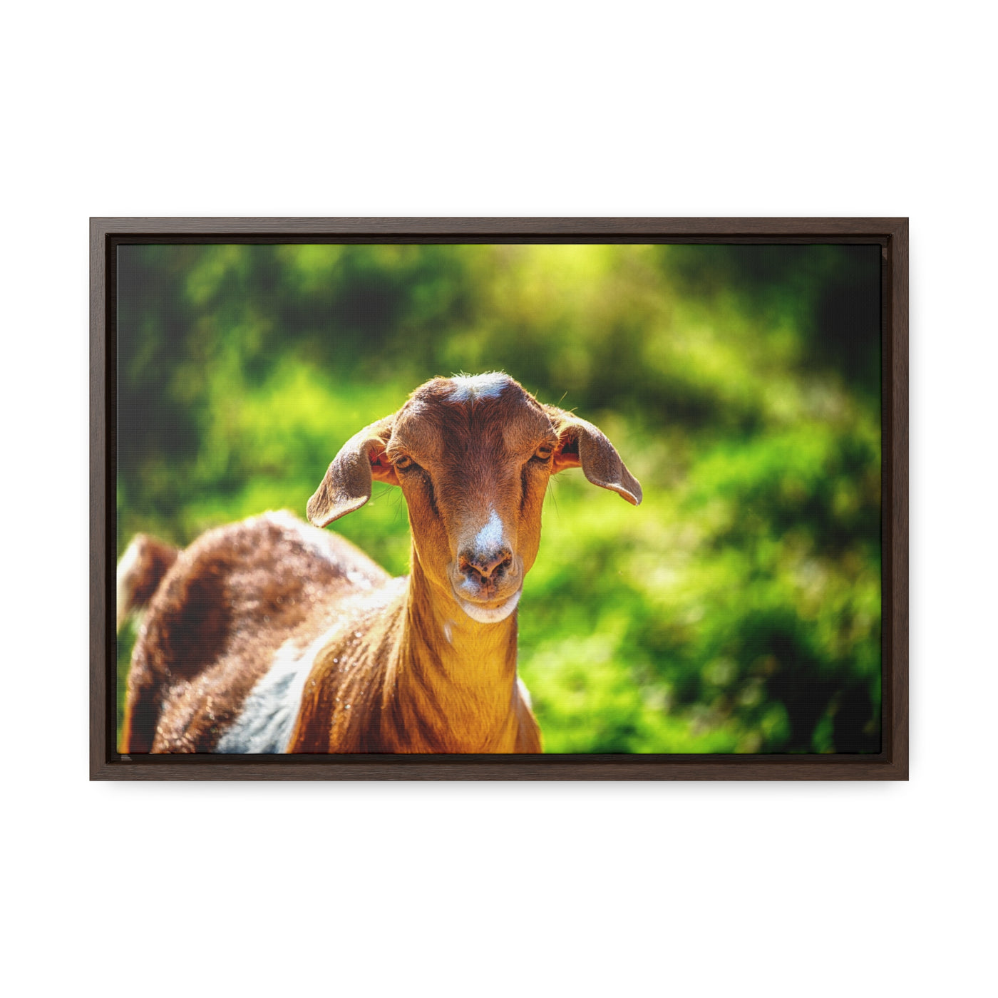 Framed Canvas Goat Art Print