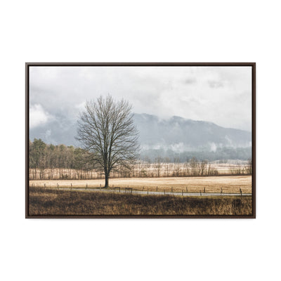 Winter Tree in a Field Framed Canvas Art Print