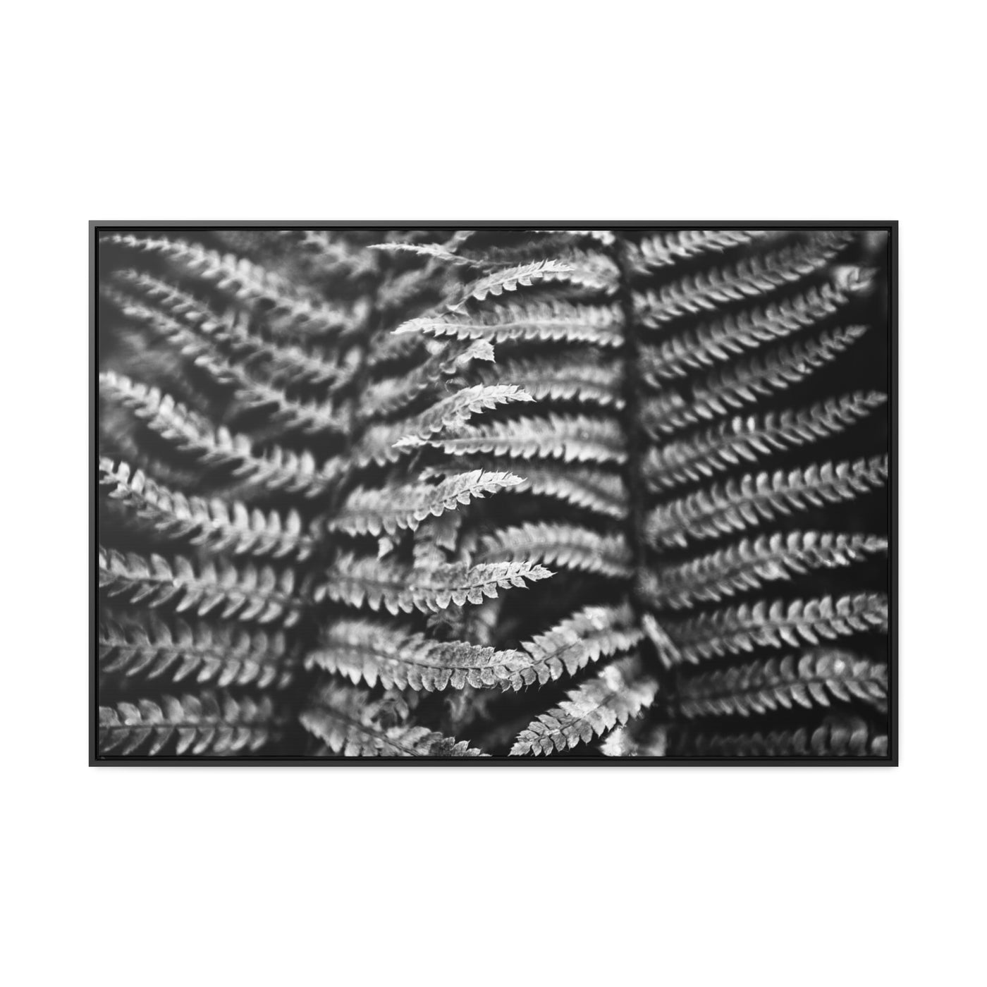 Black and White Fern Framed Canvas Art Print