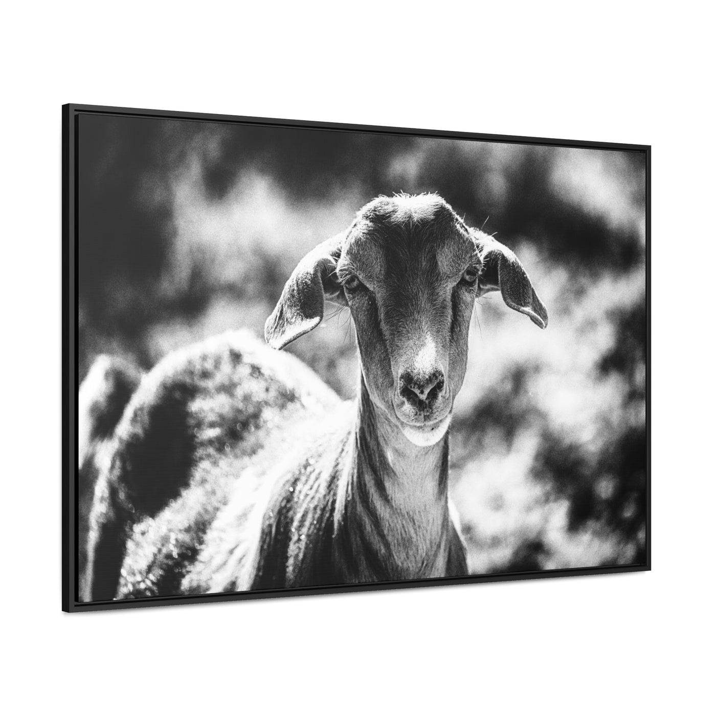 Black and White Goat Art Framed Canvas Wrap