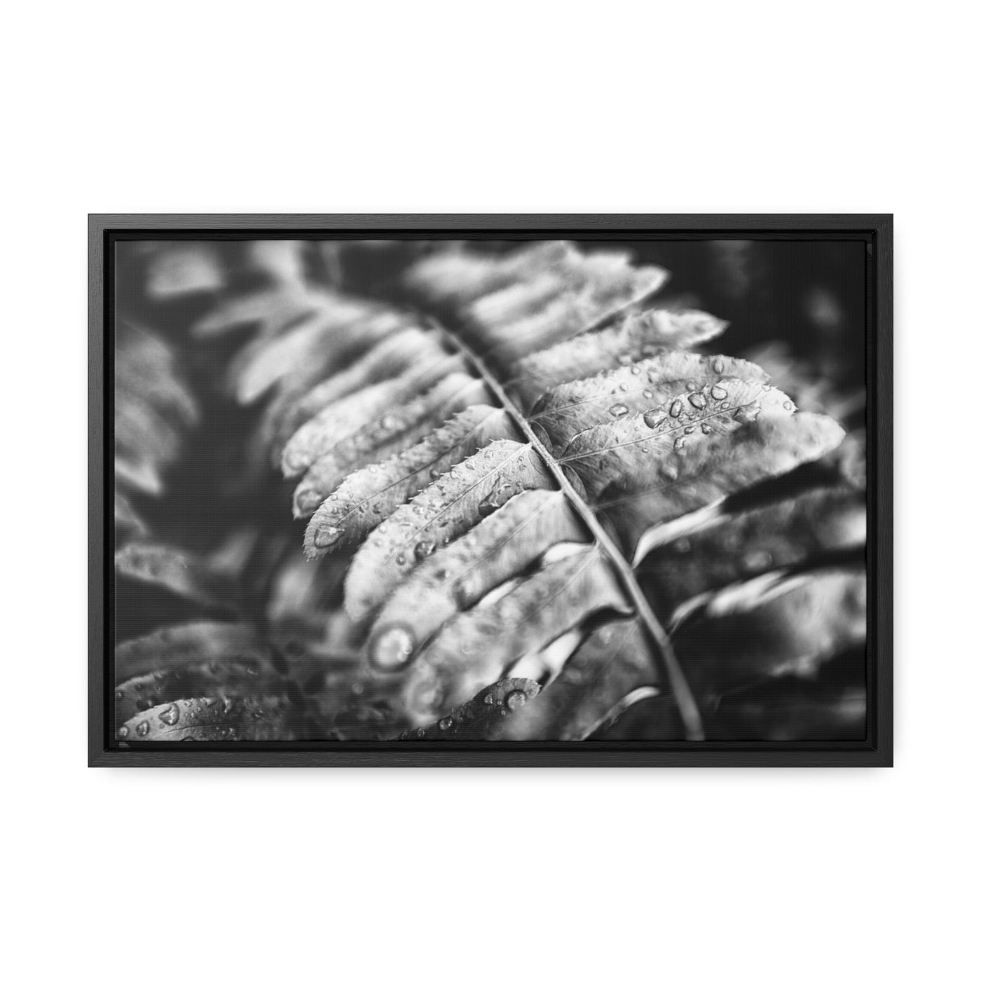 Black and White Fern Wall Art Print