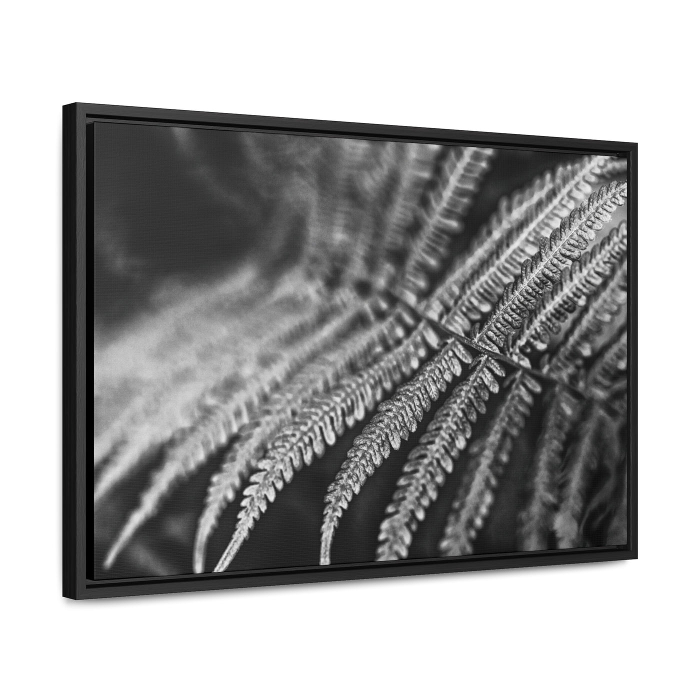 Relaxing Art Black and White Fern Framed Canvas Print