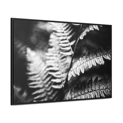 Black and White Ferns Framed Canvas Calming Art Print