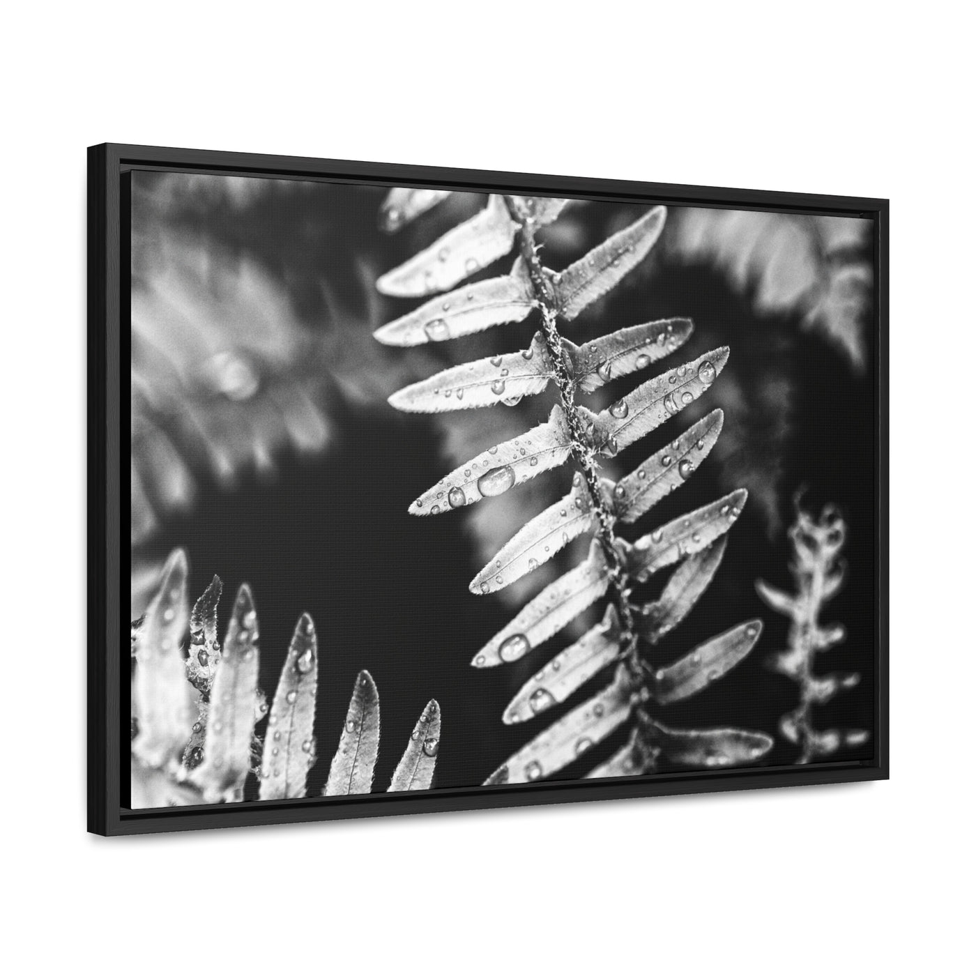 Calming Artwork - Black and White Fern Framed Canvas Art Print