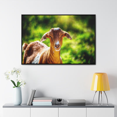 Framed Canvas Goat Art Print