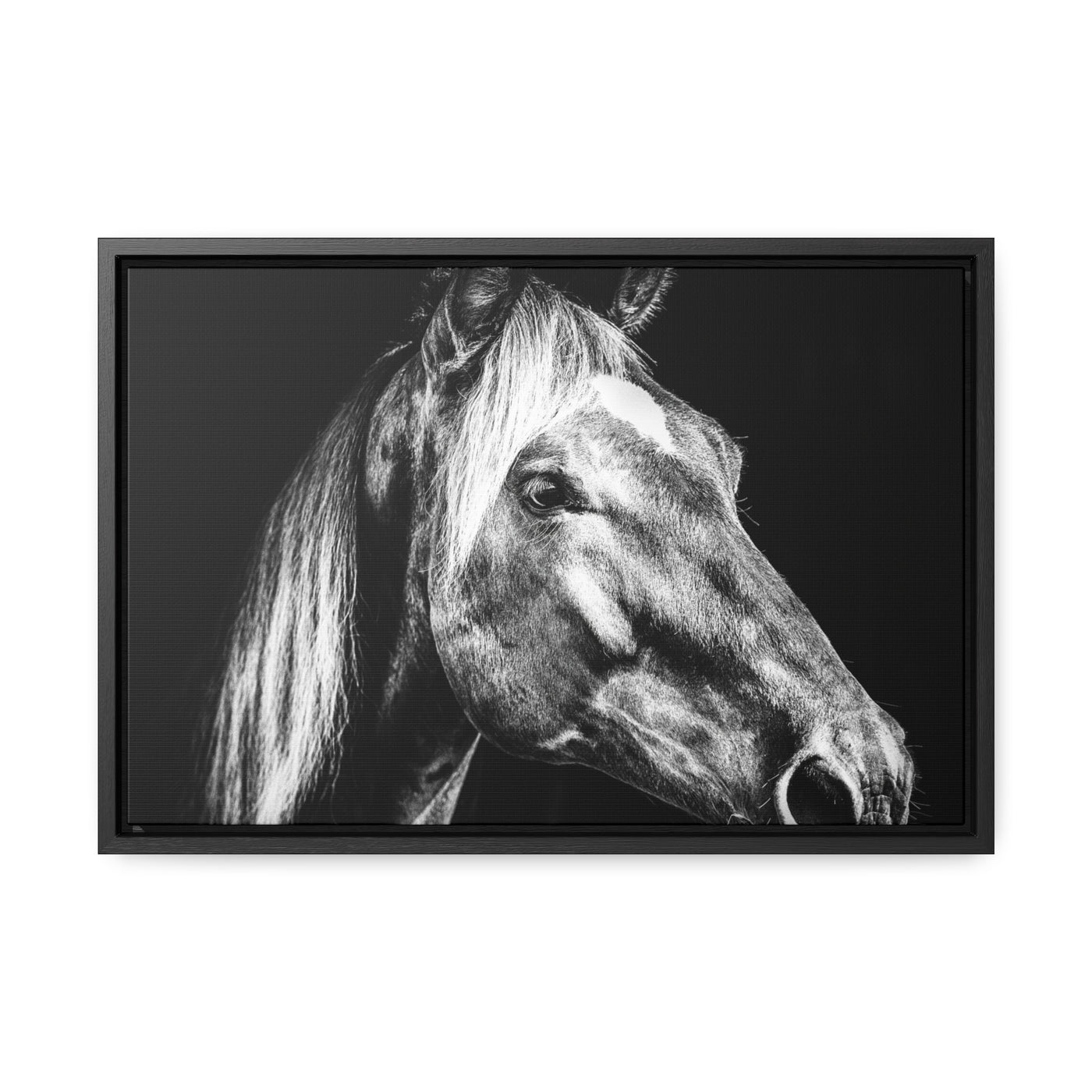 Black and White Horse Art Print