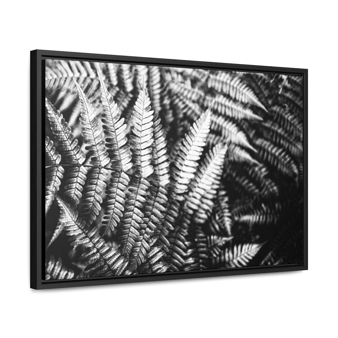 Black and White Ferns Framed Canvas Art Print - Calming Spa-Inspired Decor