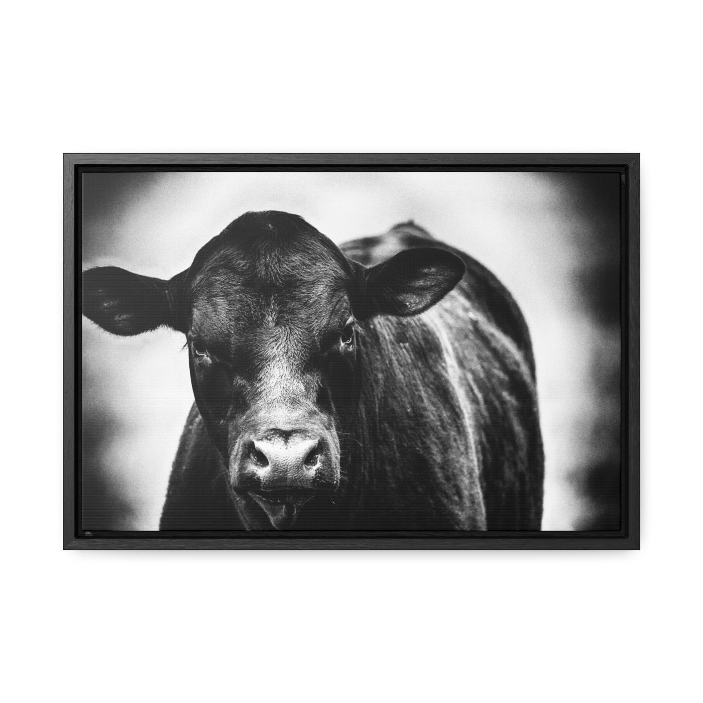 Black and White Cow Art Framed Canvas Wrap