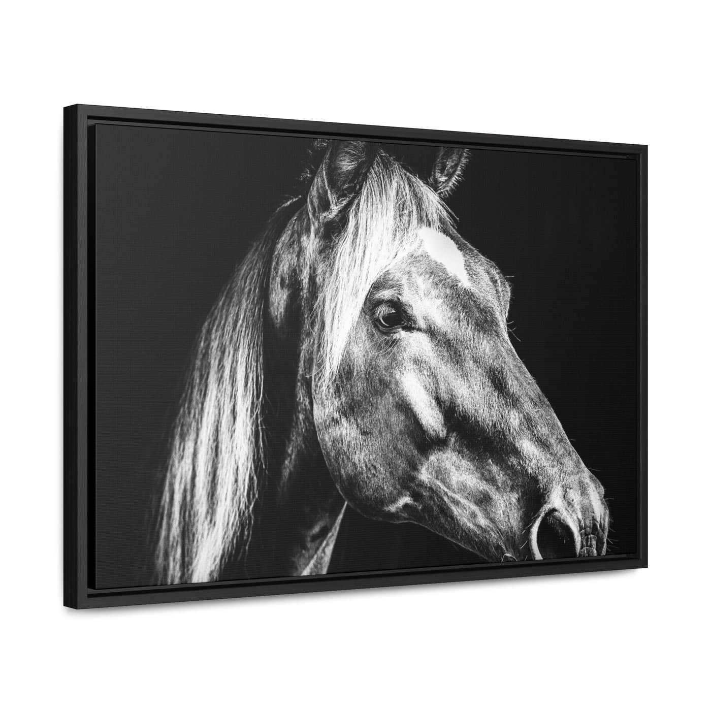 Black and White Horse Art Framed Canvas Print