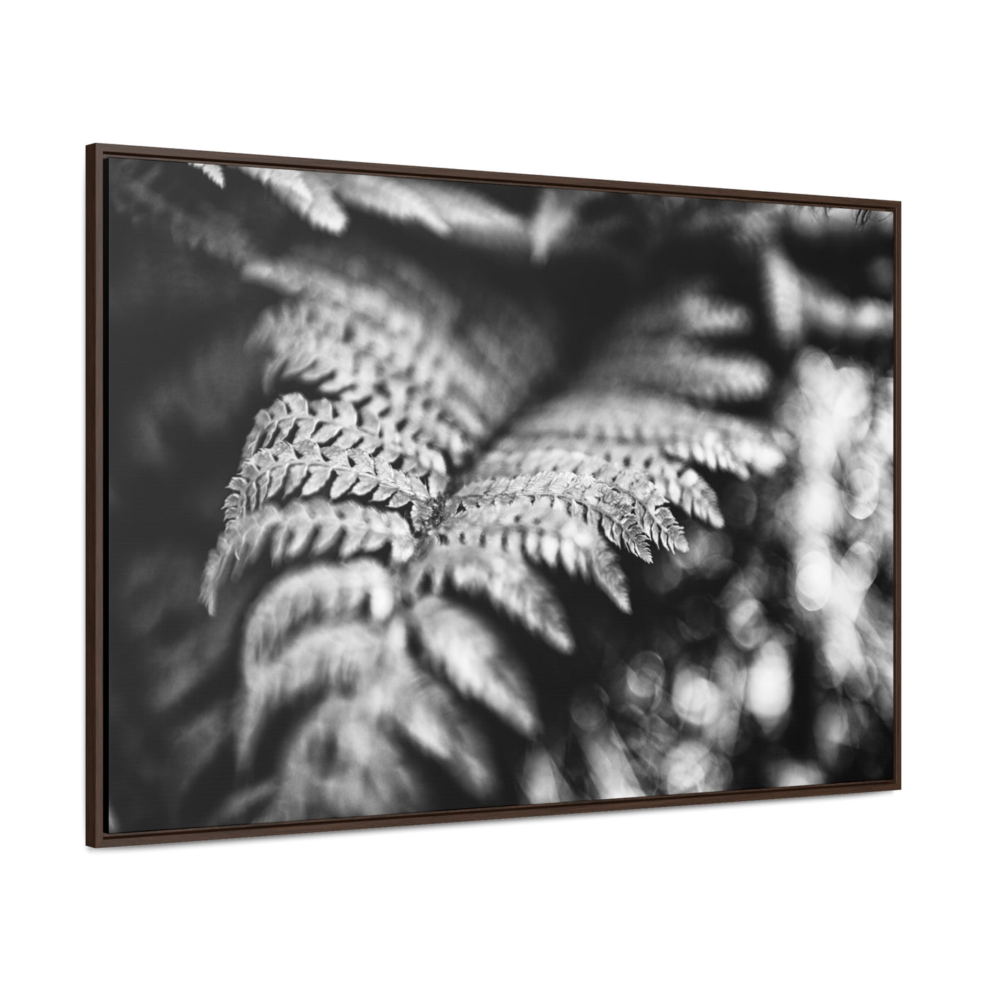 Black and White Fern Framed Canvas Art Prints