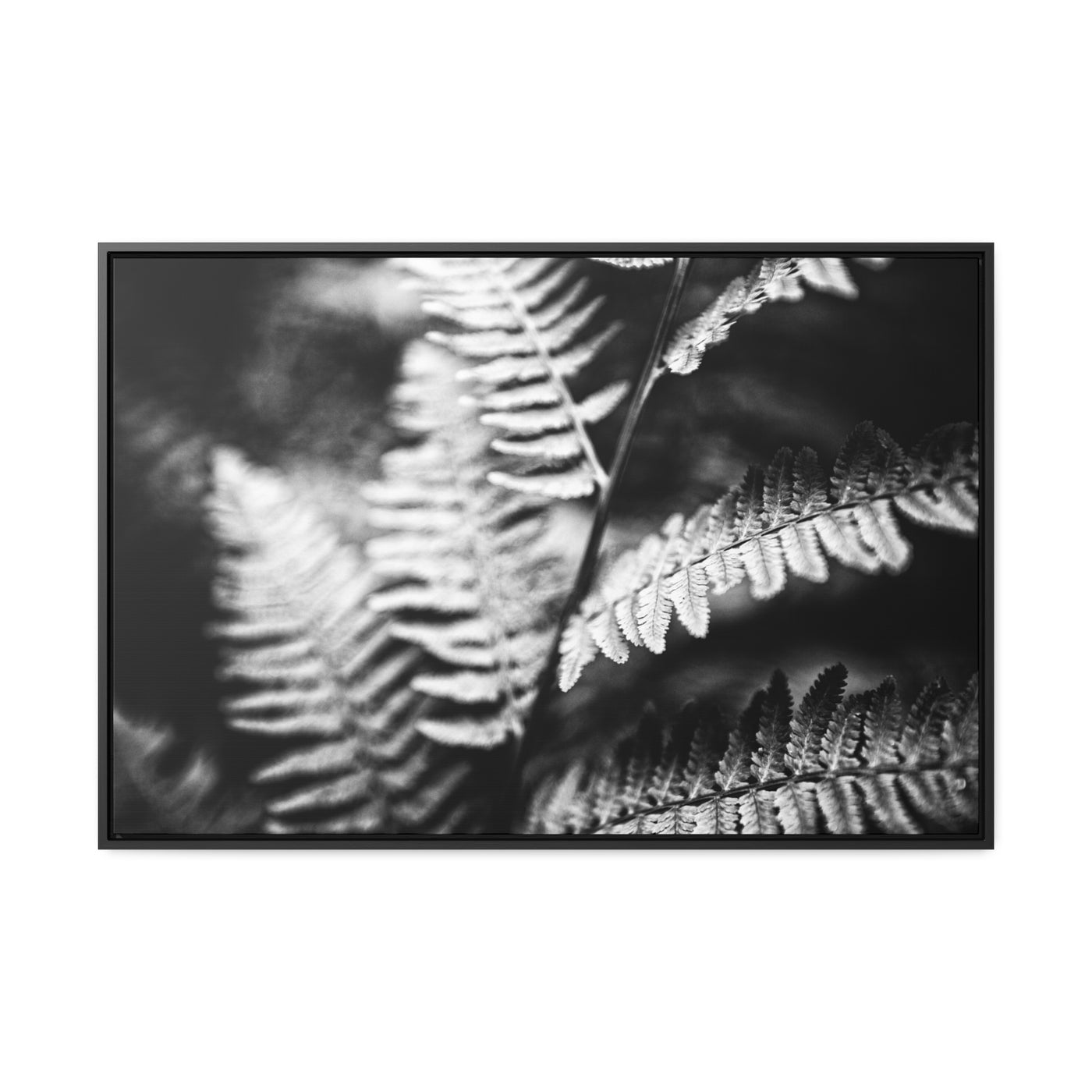 Black and White Ferns Calming Art Print