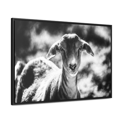 Black and White Goat Art Framed Canvas Wrap