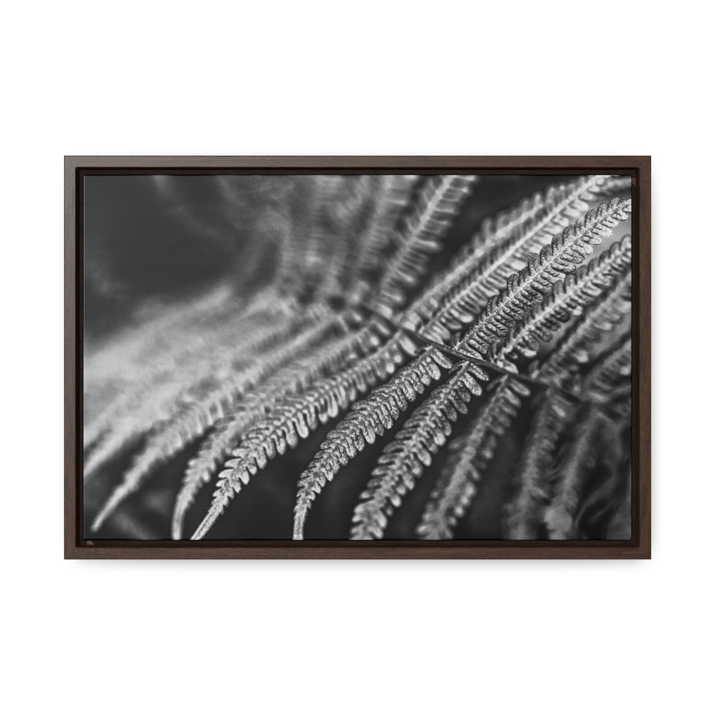 Relaxing Art Black and White Fern Framed Canvas Print