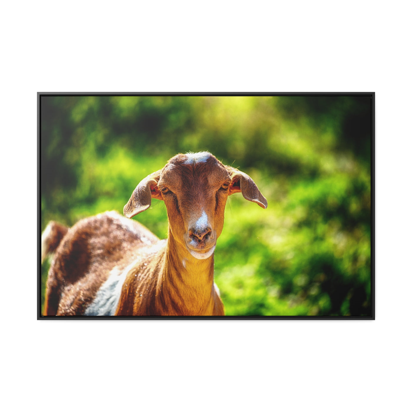 Framed Canvas Goat Art Print