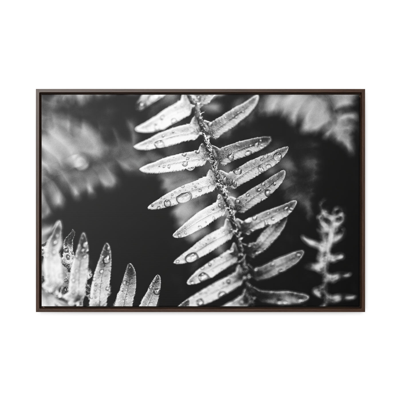 Calming Artwork - Black and White Fern Framed Canvas Art Print