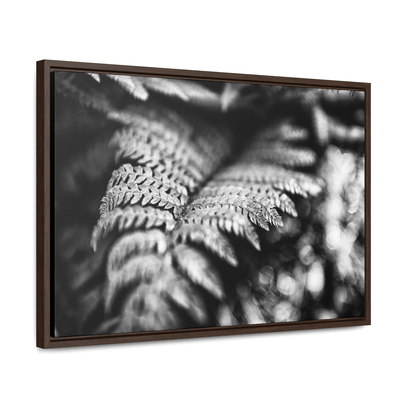 Black and White Fern Framed Canvas Art Prints