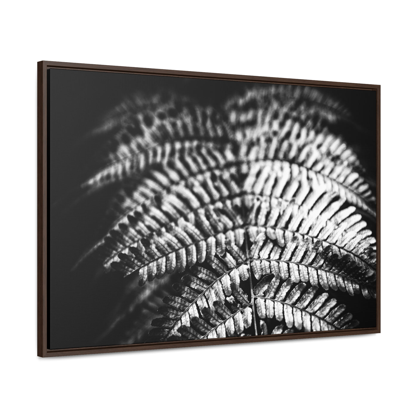 Relaxing Spa Art Black and White Fern Framed Canvas