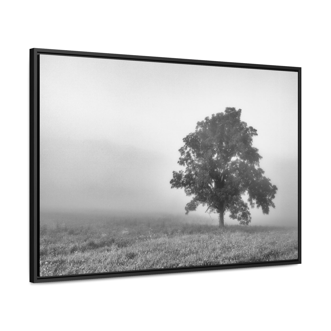 Tree in a Foggy Field Black and White Framed Canvas Print