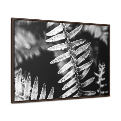 Calming Artwork - Black and White Fern Framed Canvas Art Print