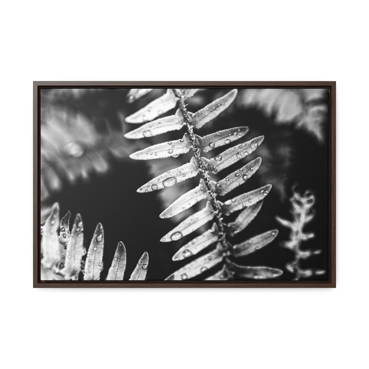 Calming Artwork - Black and White Fern Framed Canvas Art Print