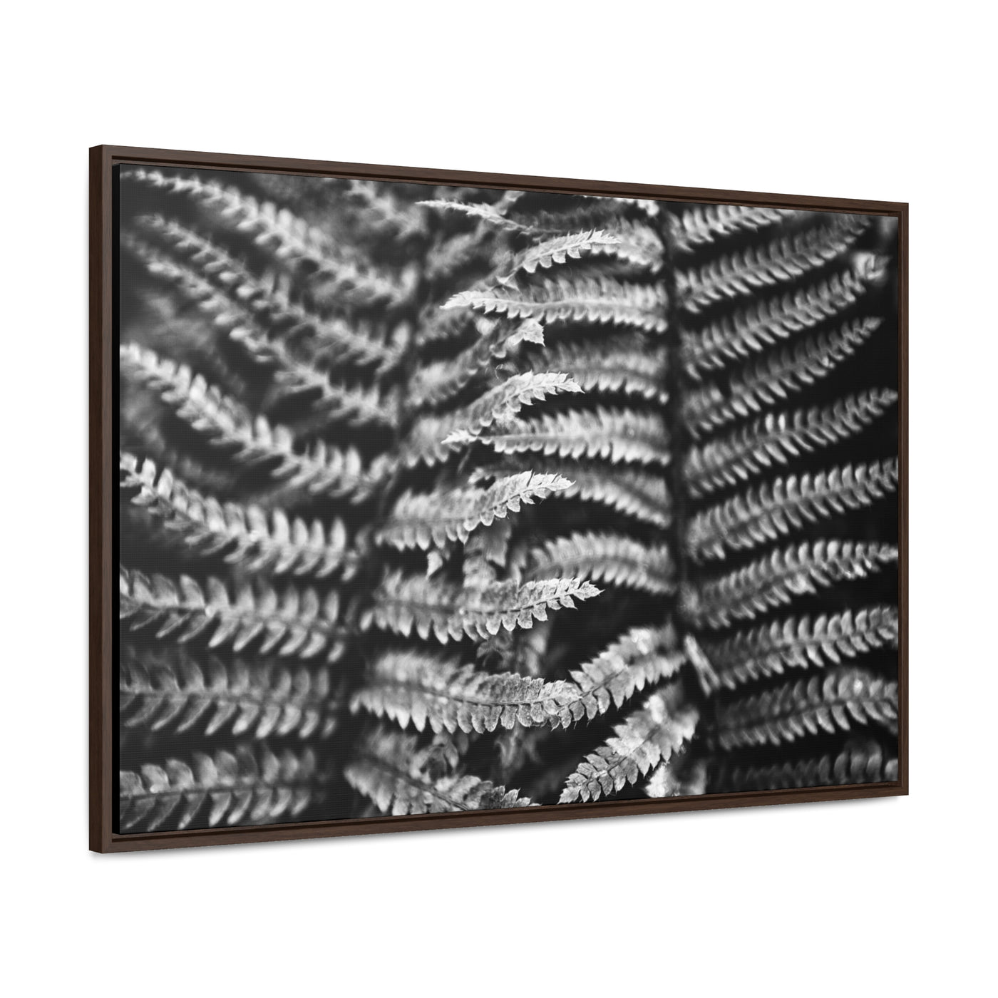 Black and White Fern Framed Canvas Art Print