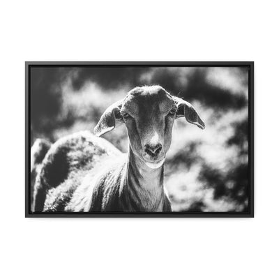 Black and White Goat Art Framed Canvas Wrap