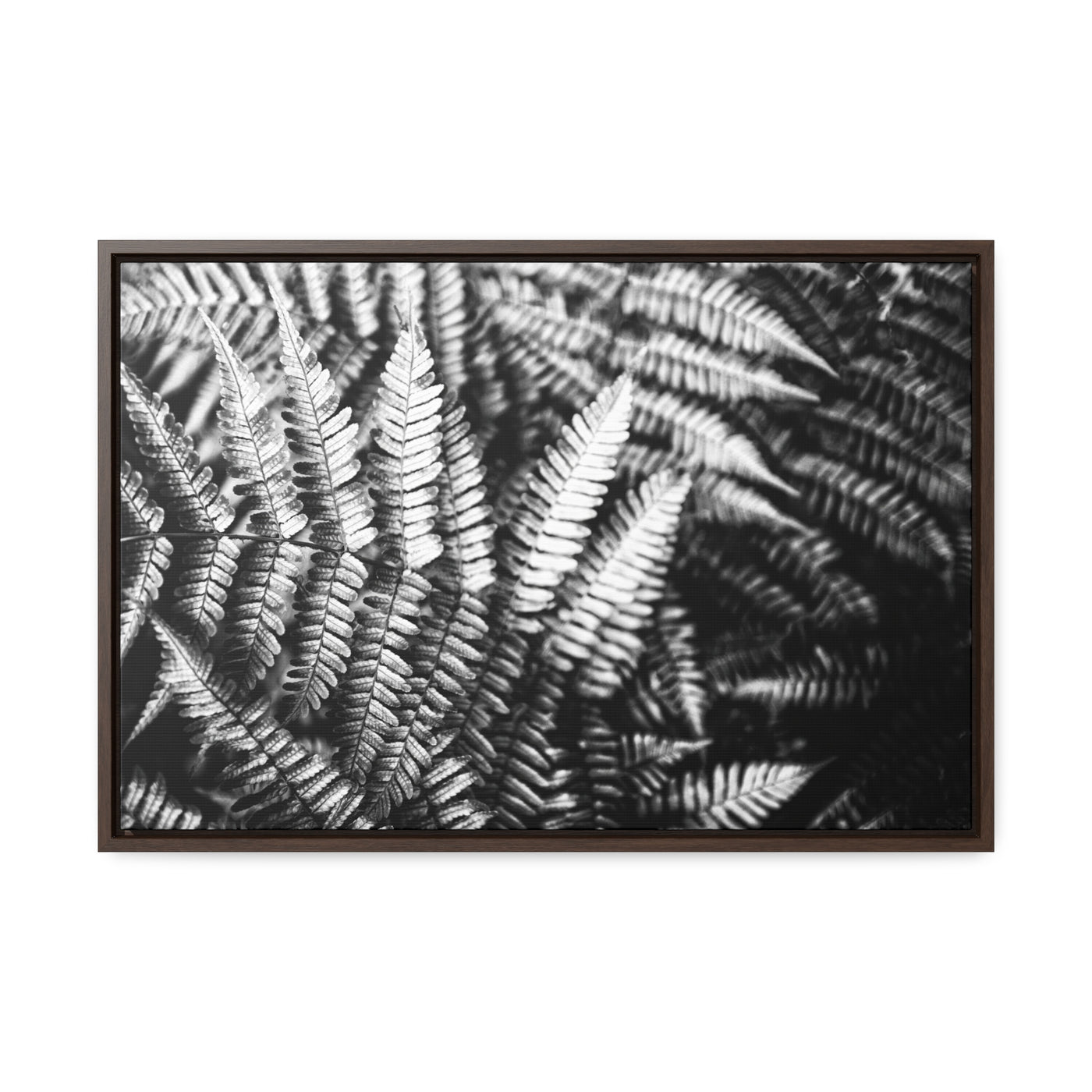 Black and White Ferns Framed Canvas Art Print - Calming Spa-Inspired Decor