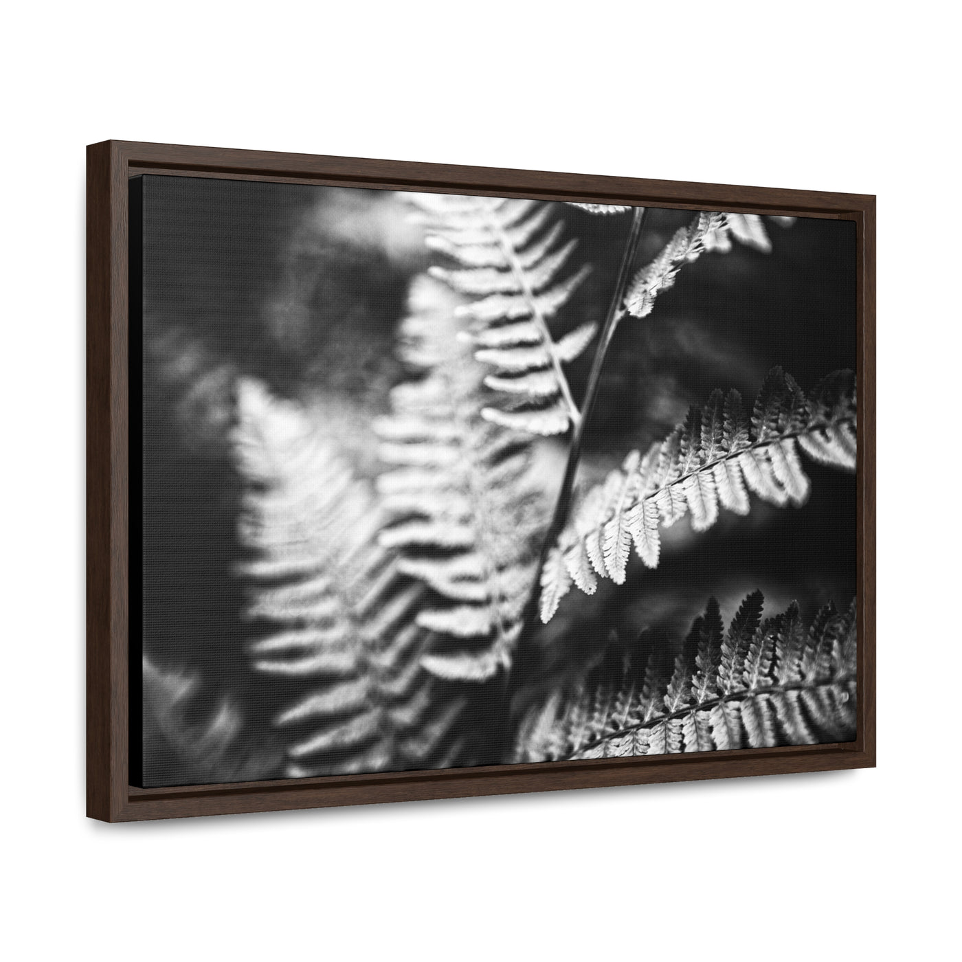 Black and White Ferns Framed Canvas Calming Art Print