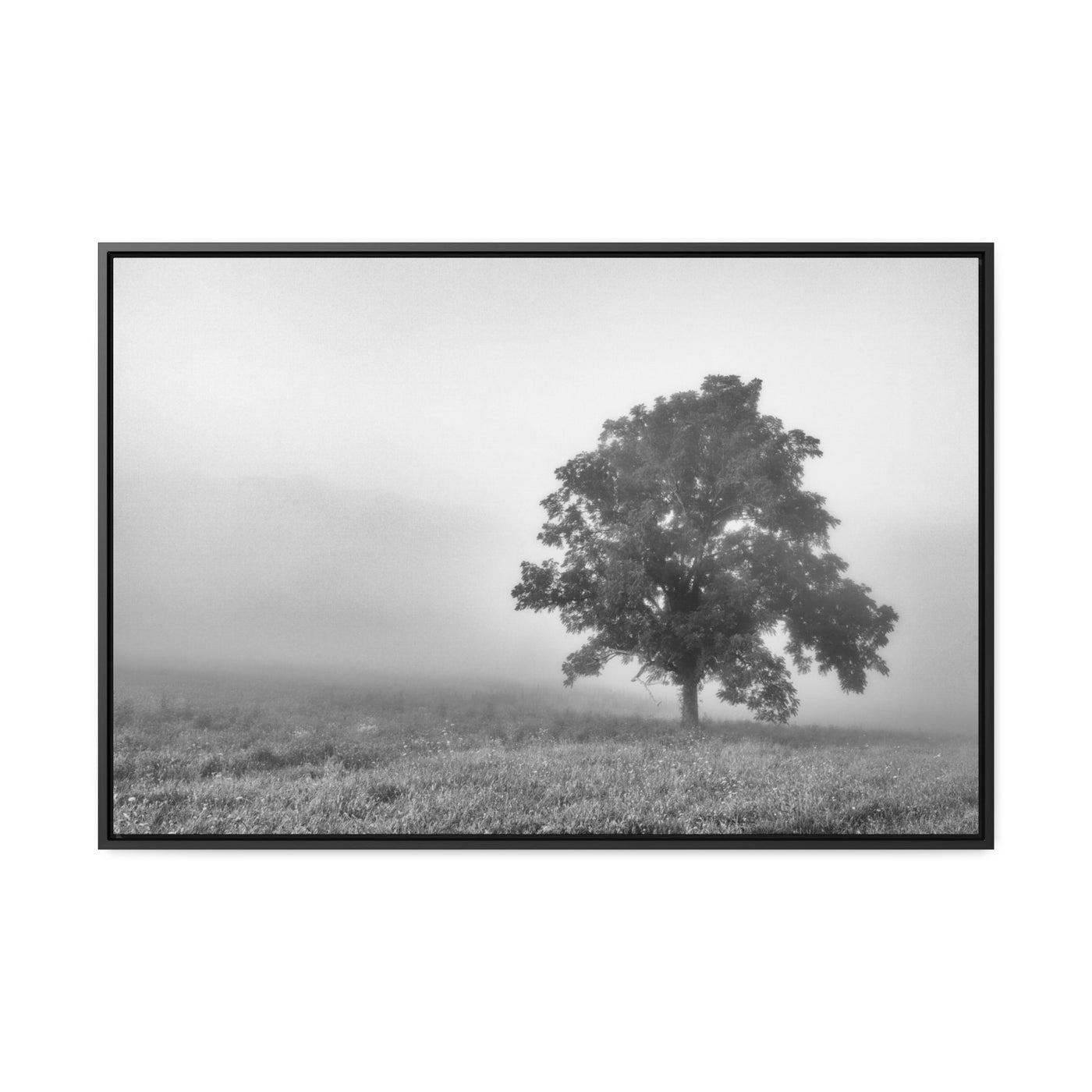 Tree in a Foggy Field Black and White Framed Canvas Print