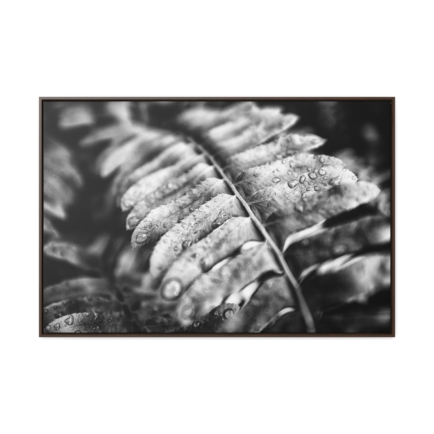 Black and White Fern Framed Canvas Wall Art Print