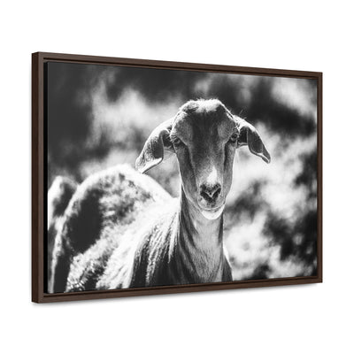 Black and White Goat Art Framed Canvas Wrap