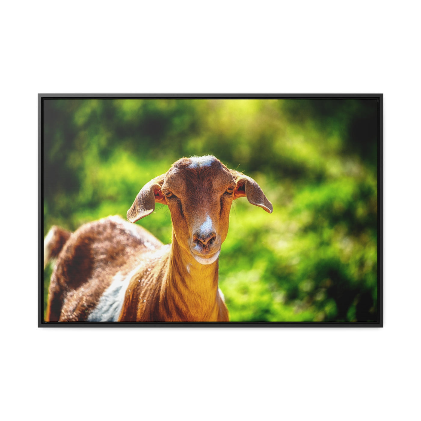 Framed Canvas Goat Art Print