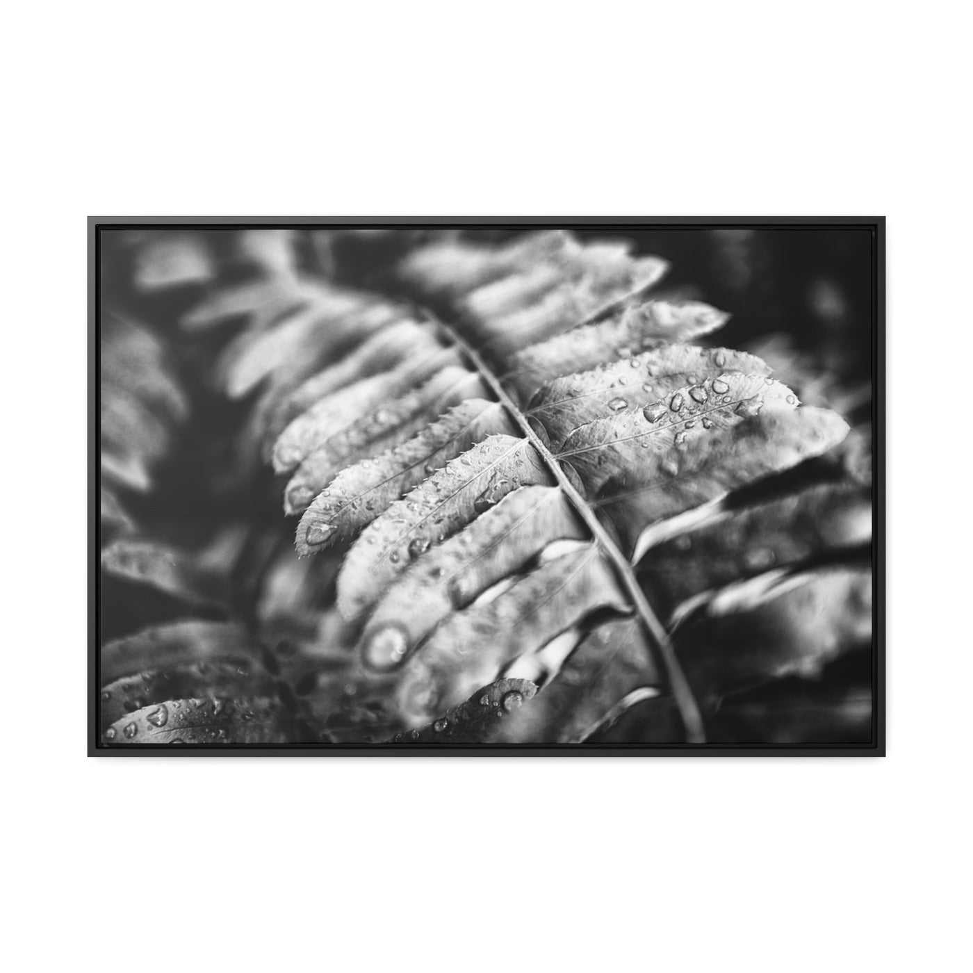 Black and White Fern Framed Canvas Wall Art Print