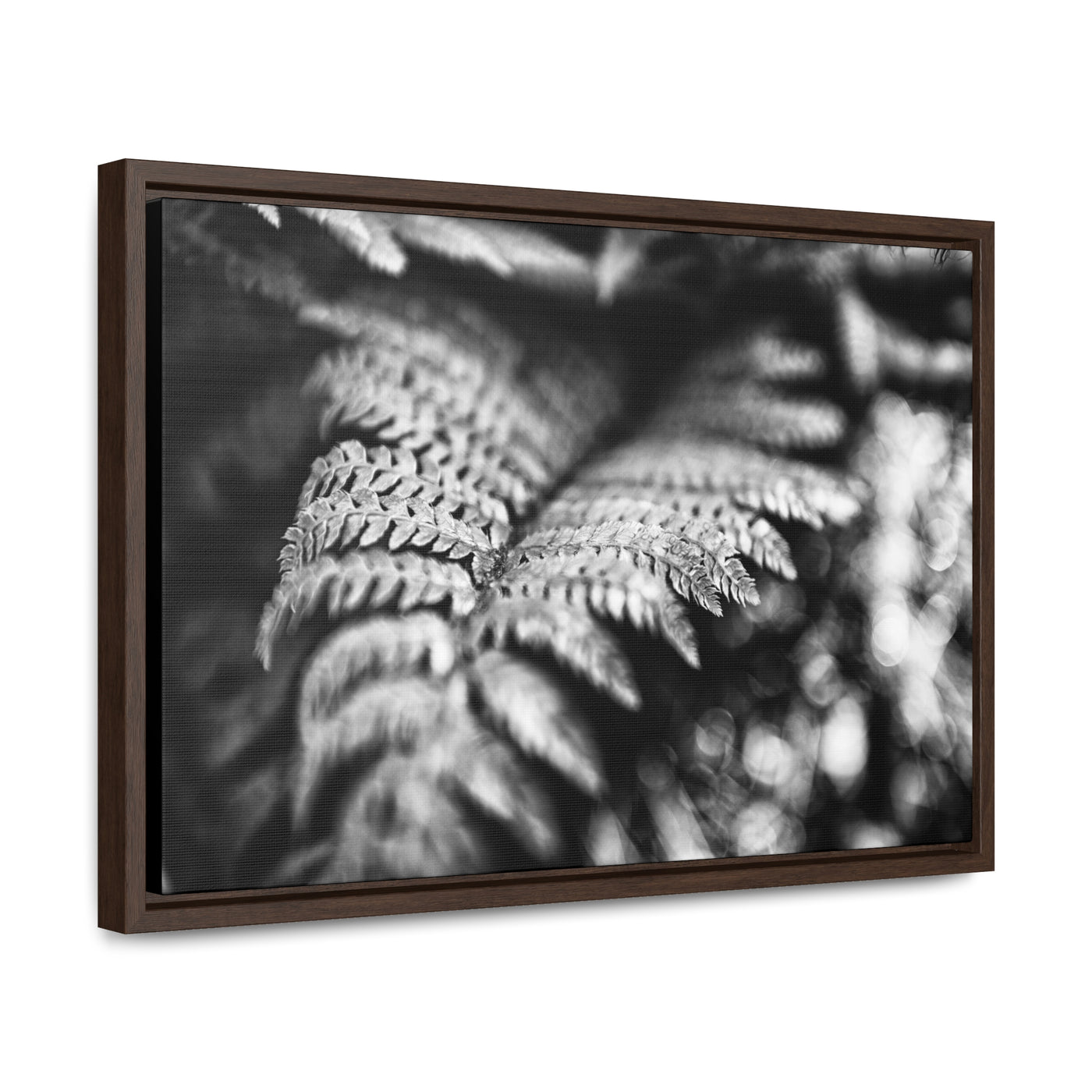 Black and White Fern Framed Canvas Art Prints