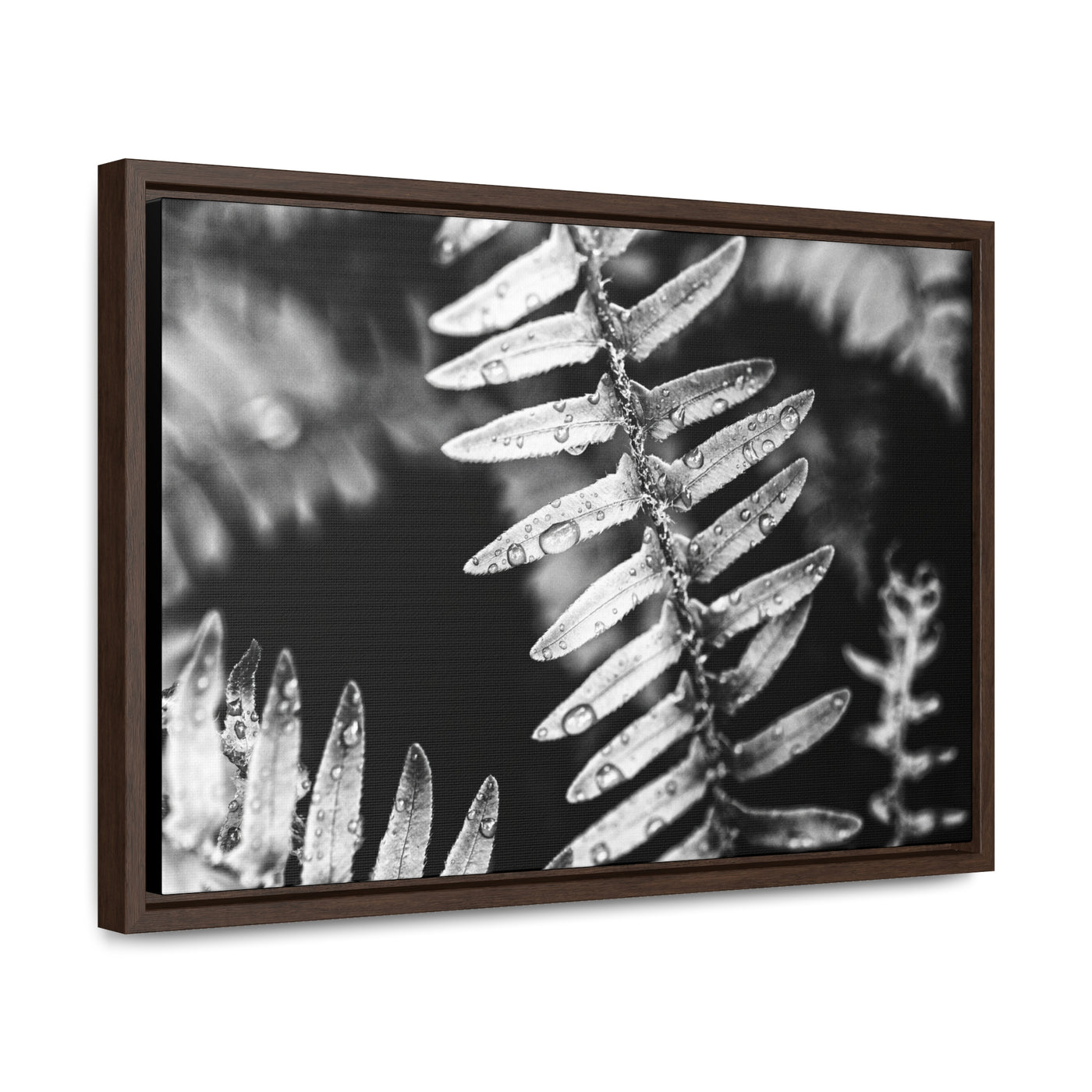 Calming Artwork - Black and White Fern Framed Canvas Art Print