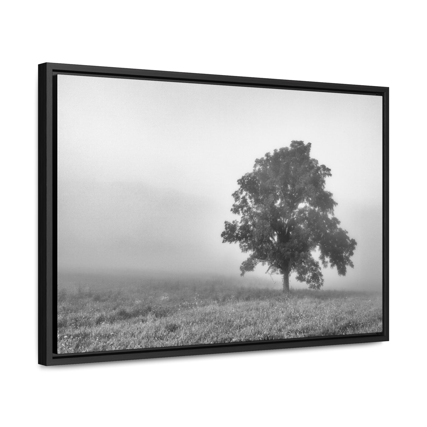 Tree in a Foggy Field Black and White Framed Canvas Print