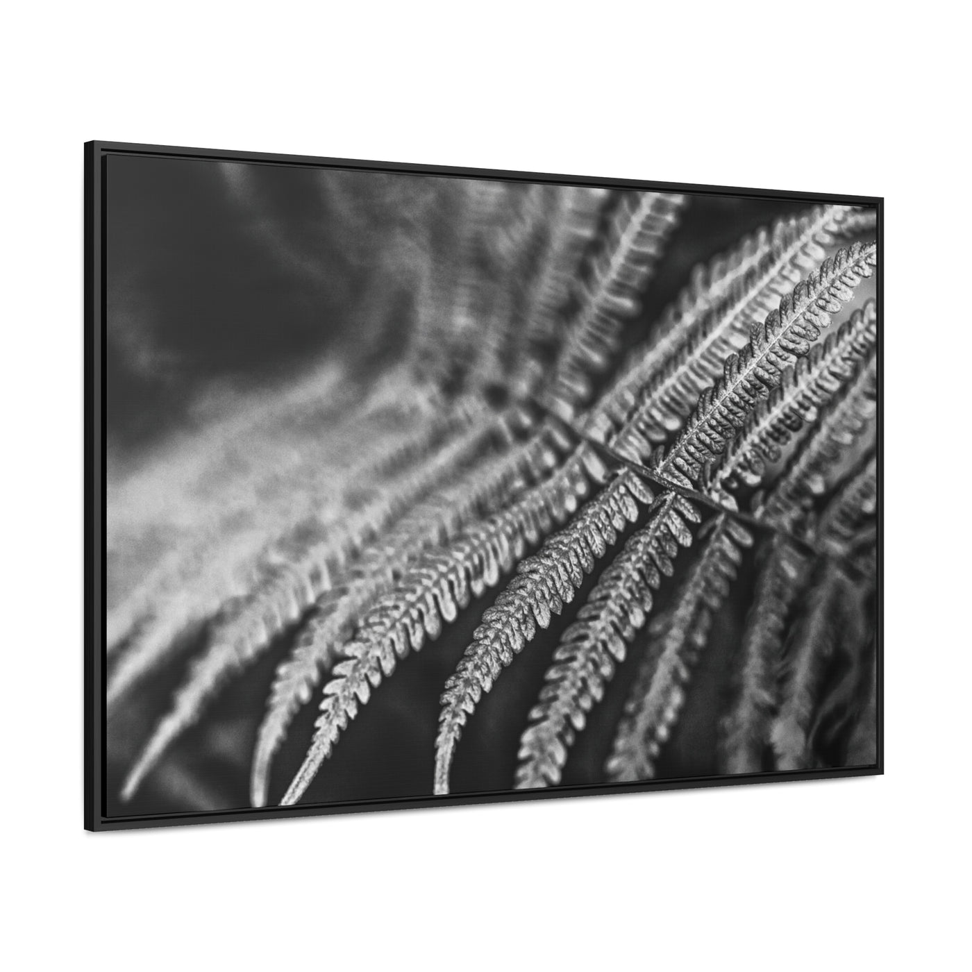 Relaxing Art Black and White Fern Framed Canvas Print